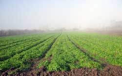 Bioseeds, cultivation of medicament plants, spice plants etc.