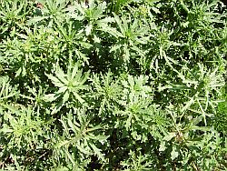 Homöopathische Pflanzen und nachwachsende Rohstoffe – Abb. Schleifenblume Iberis amara
