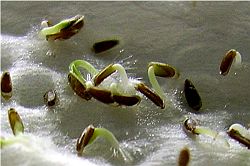Nur qualitativ hochwertiges Saatgut verlässt unser Haus - Keimprobe Alant Inula helenium