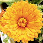 Erhaltungszüchtung von Arzneipflanzen, Gewürzpflanzen und Heilpflanzen – Abb. Ringelblume Calendula officinalis 'Erfurter Orangefarbige'