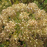 Angelica archangelika graines germination