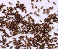 Plantago psyllium, Plantain, Psyllium