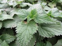 Urtica dioica, Stinging Nettle, Greater organic