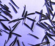 Anthriscus cerefolium, Kerbel Smoothy