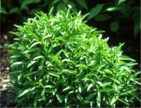 Artemisia drancunculus, Estragon