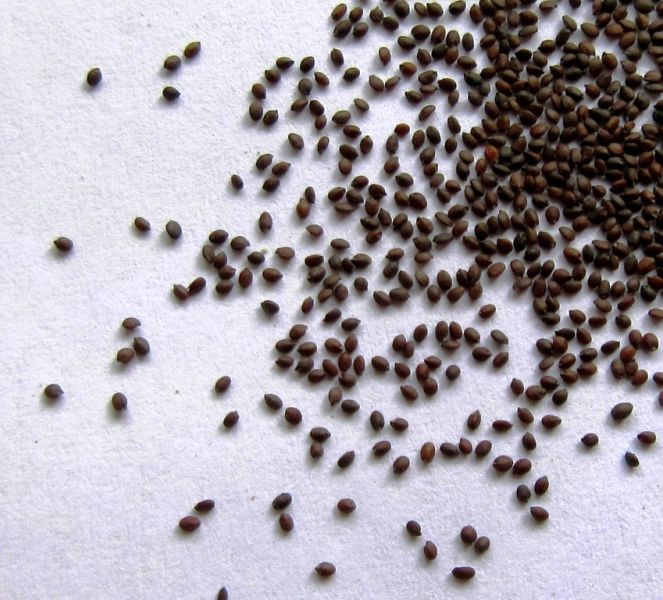 Italian Oregano Seeds 500 Organic Non-GMO Seeds Origanum Vulgare 85% Germination Rate 110mg Gaeas Blessing Seeds
