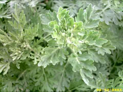 1000 Artemisia absinthium WORMWOOD SEEDS Mosquito Insect Repellent Plant Herb