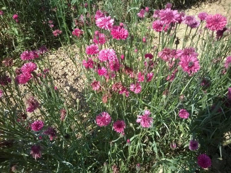 Cornflower Mix 200 Seeds Centaurea cyanus Seeds Farmers Garden Bee pasture meadow 