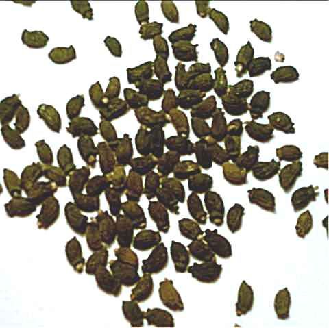 Graines de Bourrache officinale Borago officinalis Seeds 50 