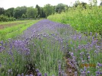 Lavandula officinalis , Lavender  organic