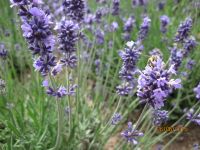 Lavandula officinalis , Lavendel, Echter BIO