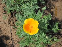 Eschscholzia californica, Californian Poppy