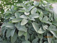 Salvia officinalis, Sage, Common organic