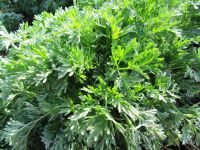 Artemisia absinthium, Wormwood