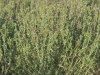 Satureja hortensis, Savory, Summer organic
